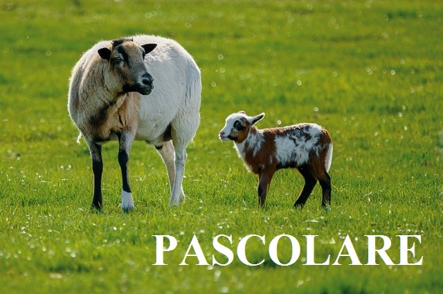 Итальянские глаголы на букву P